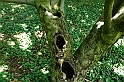 Fiori, Piante, natura_25